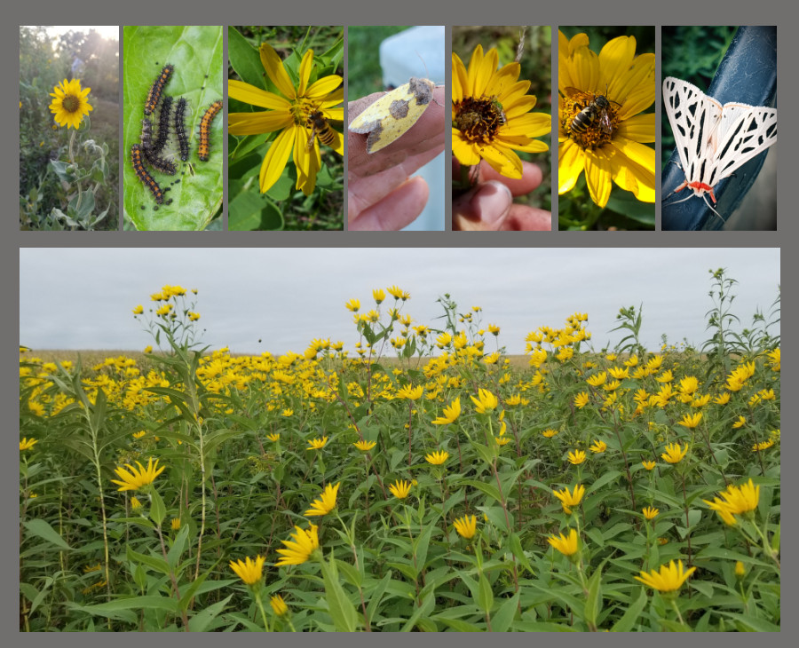 keystone plants - perennial sunflowers