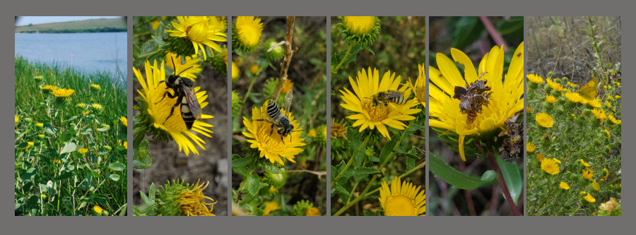 gumweed pollinators