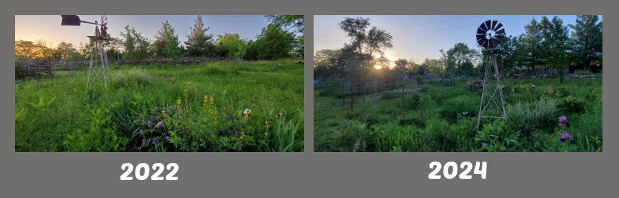 my meadow garden 3 years apart