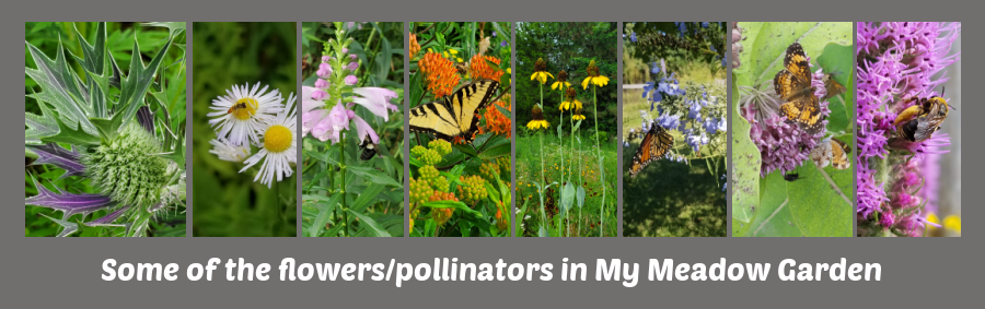 plants and pollinators
