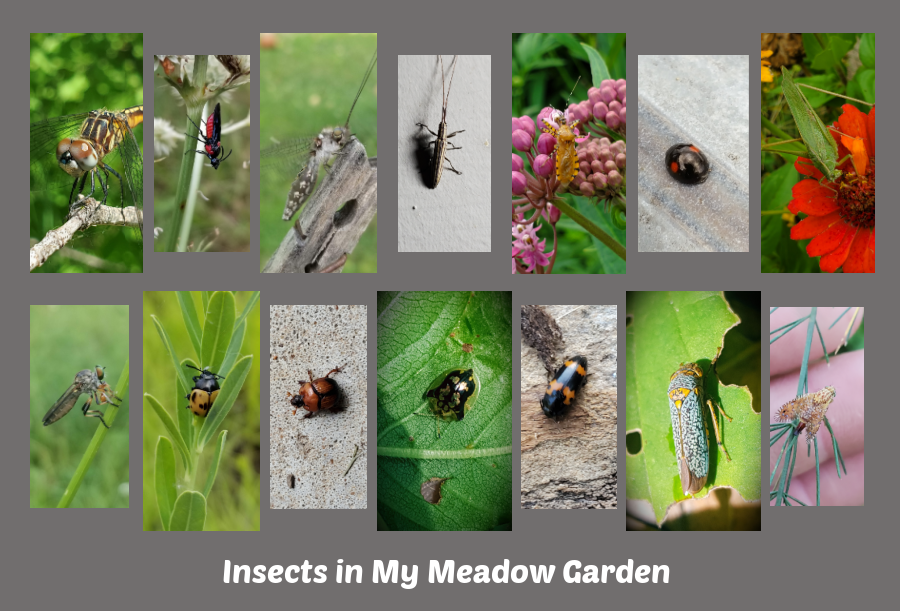 insects in my meadow garden
