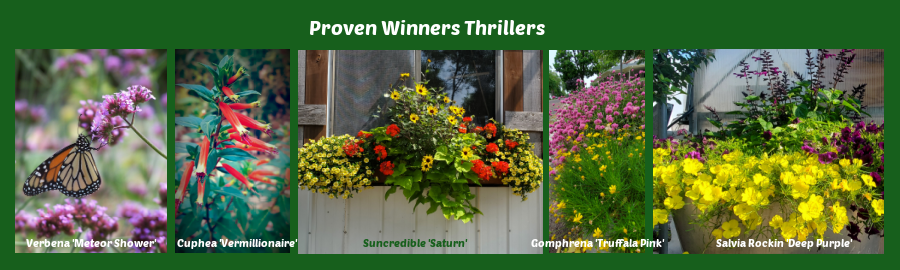 Proven Winners annual flowers thrillers