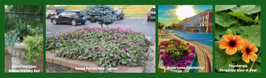 Proven Winners annuals