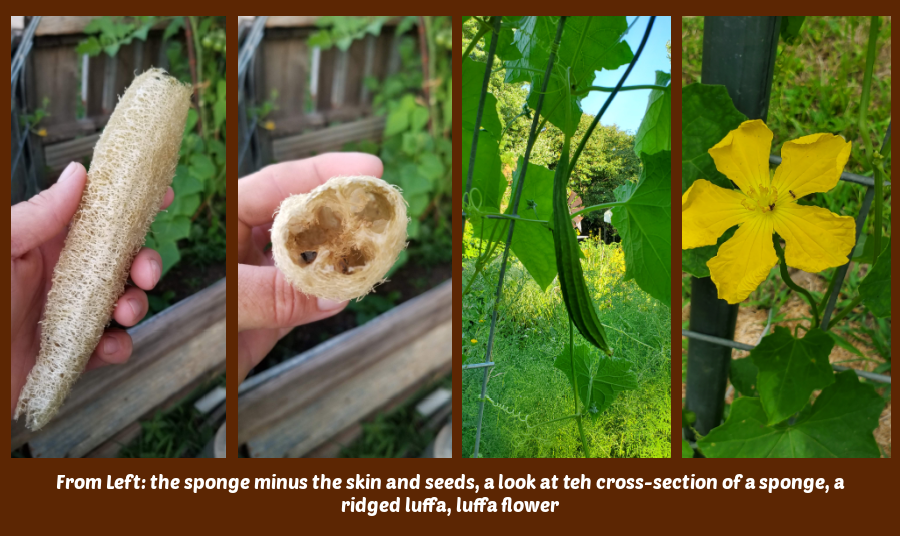 luffas