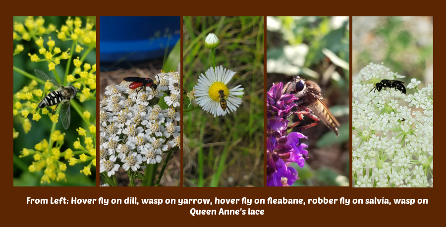 companion plants for luffa gourds