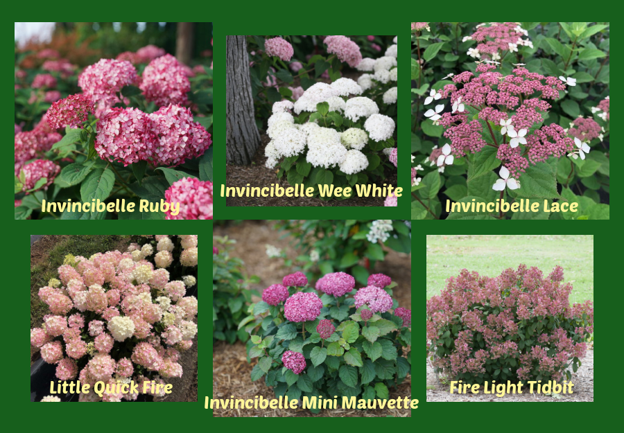 shrubby plant picks hydrangeas