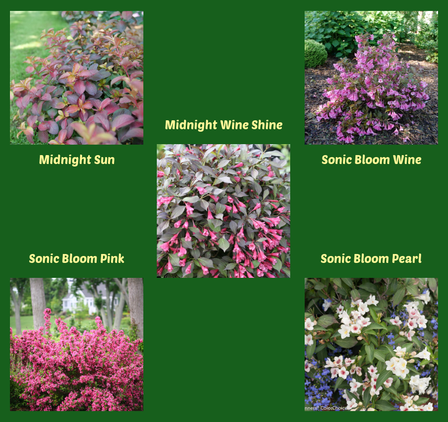 proven winners weigela