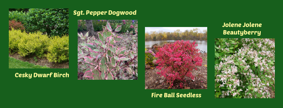new shrubby plant picks from Proven Winners