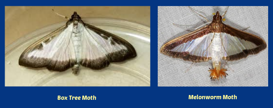 box tree moth versus melonworm moth