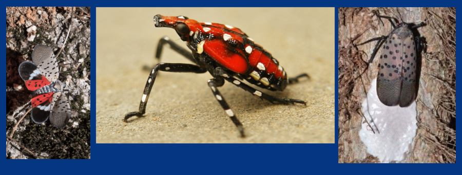 spotted lanternfly photos