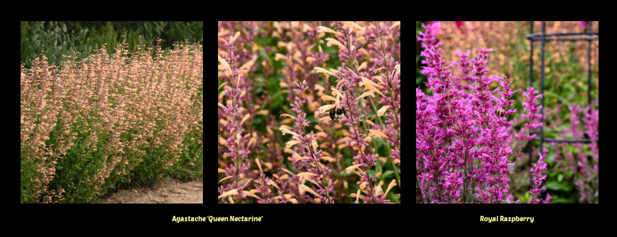 agastache Meant to Bee Series