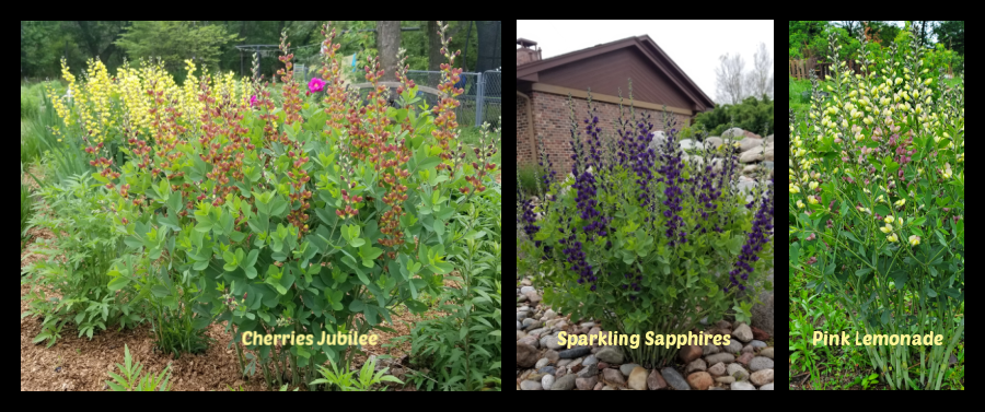 Proven Winners Baptisia