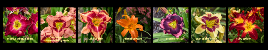 Proven Winners daylilies
