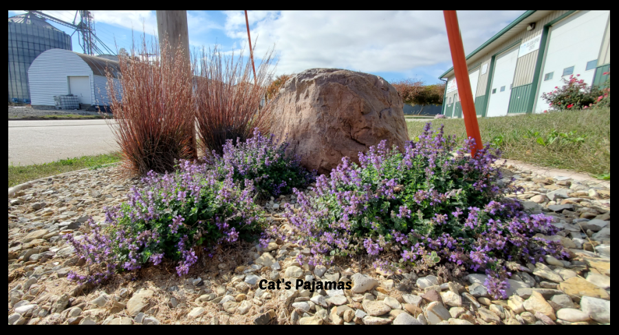 Proven winners cat's pajamas