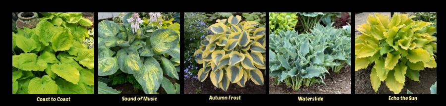 Shadowland Series hostas