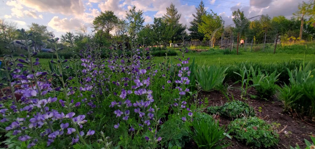 Kansas Gardener's garden