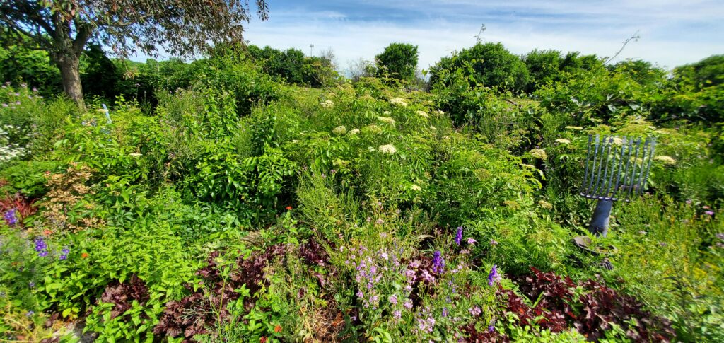 garden of Lenora Larsen