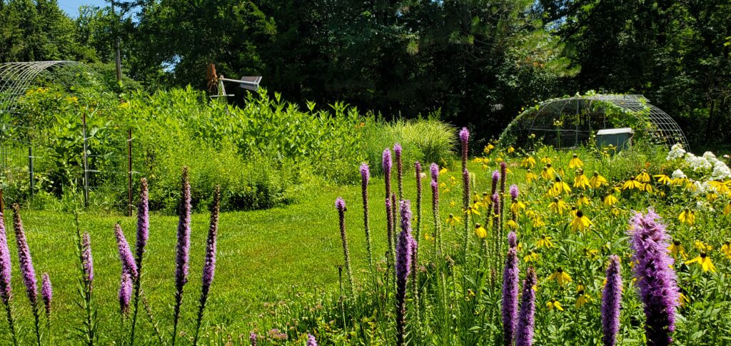 sunny cottage garden