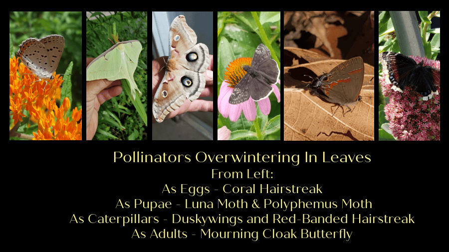 insects which use soft landings