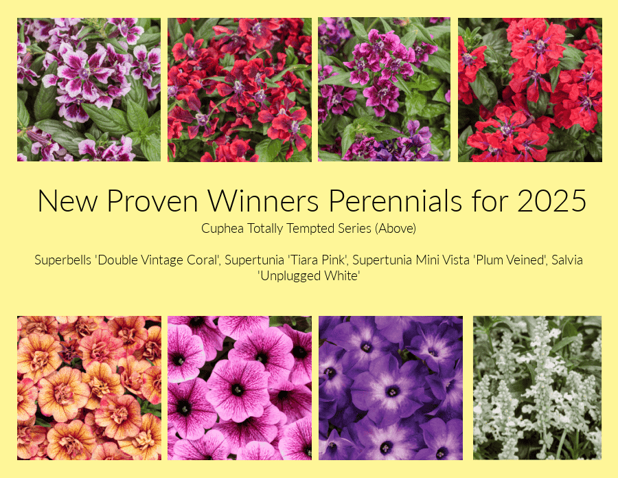Proven winners annuals for 2025