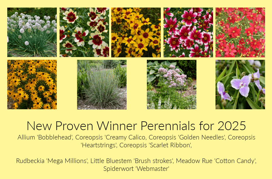 Proven winner perennials for 2025
