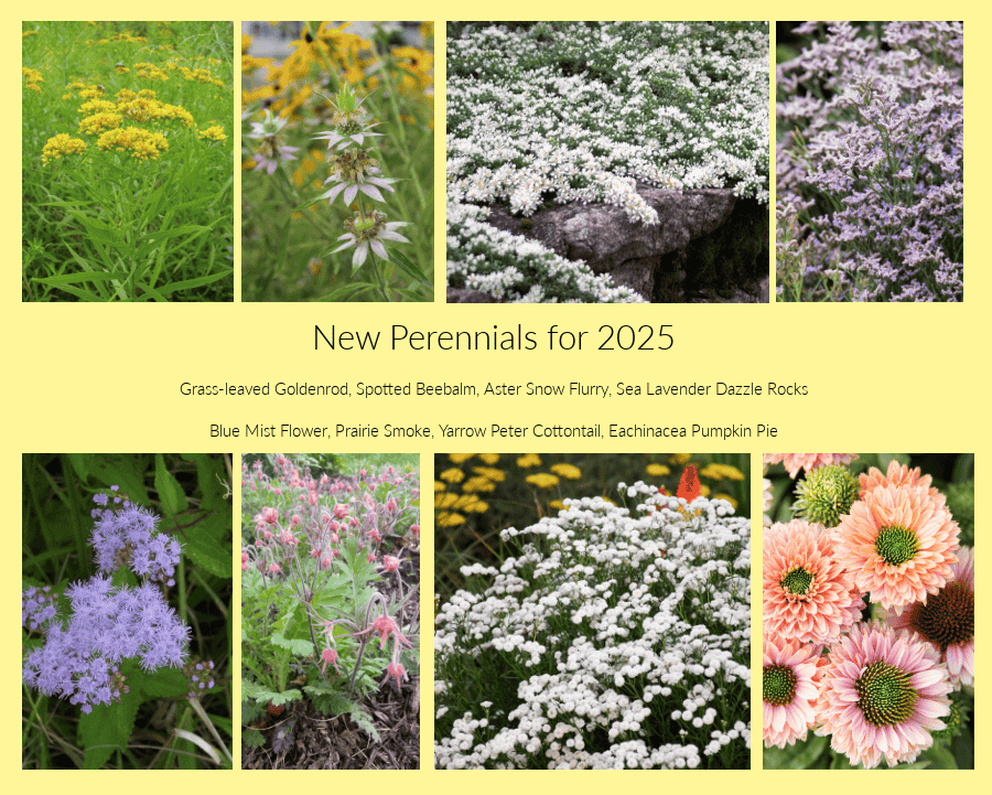 New perennials for 2025