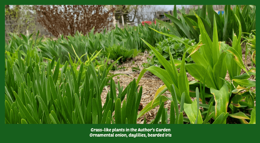 grass-like plants in the author's garden