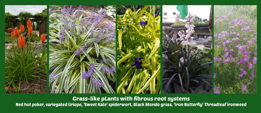 grass-like plants with fibrous root systems