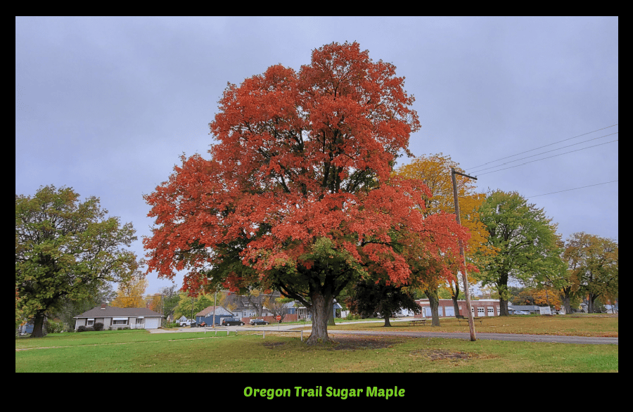 Oregon Trail maple