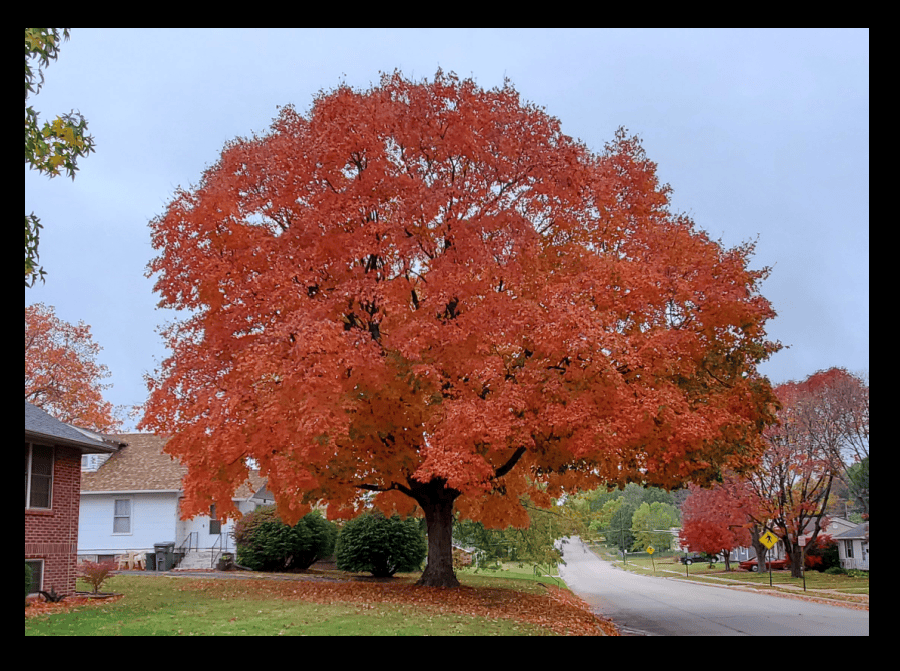 Fireside Sugar Maple