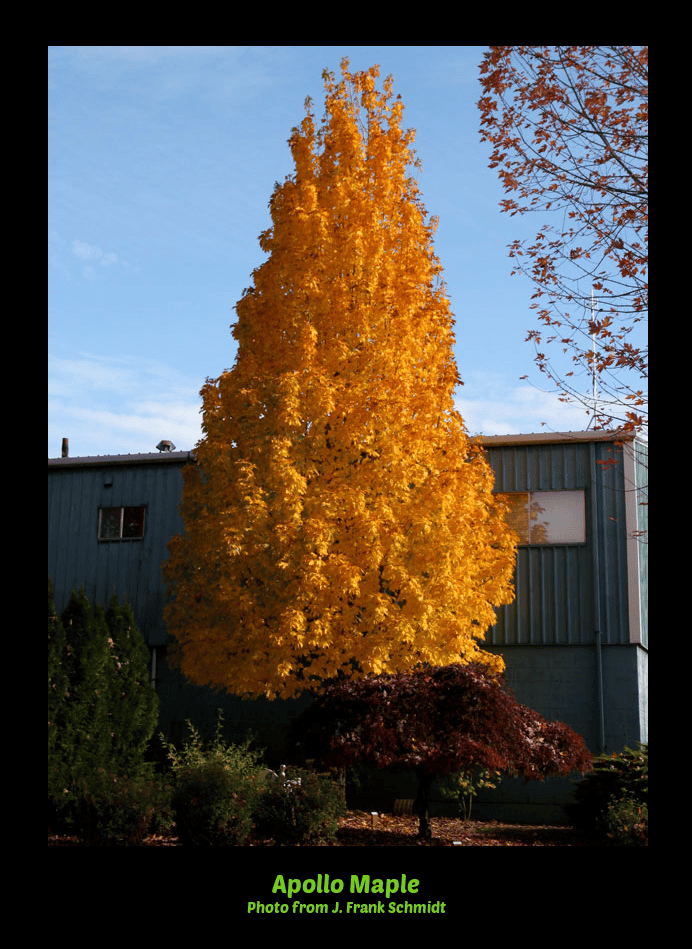 Apollo Sugar Maple