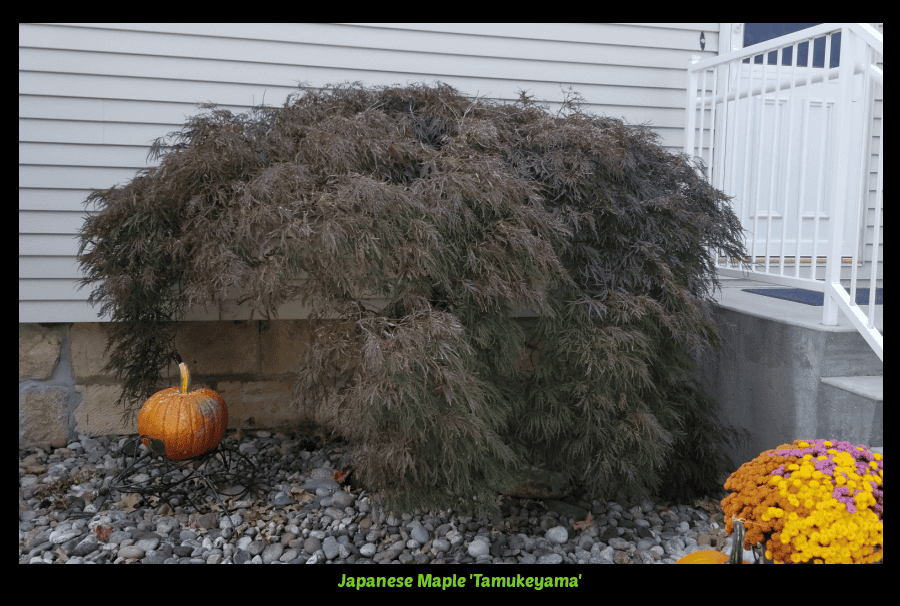 Tamukeyama maple