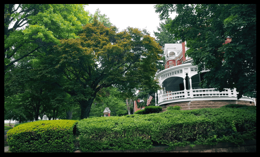 Large Japanese maple