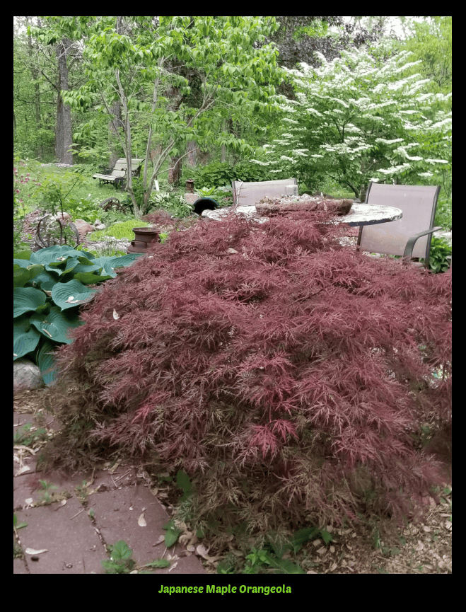 Orangeola Japanese maple
