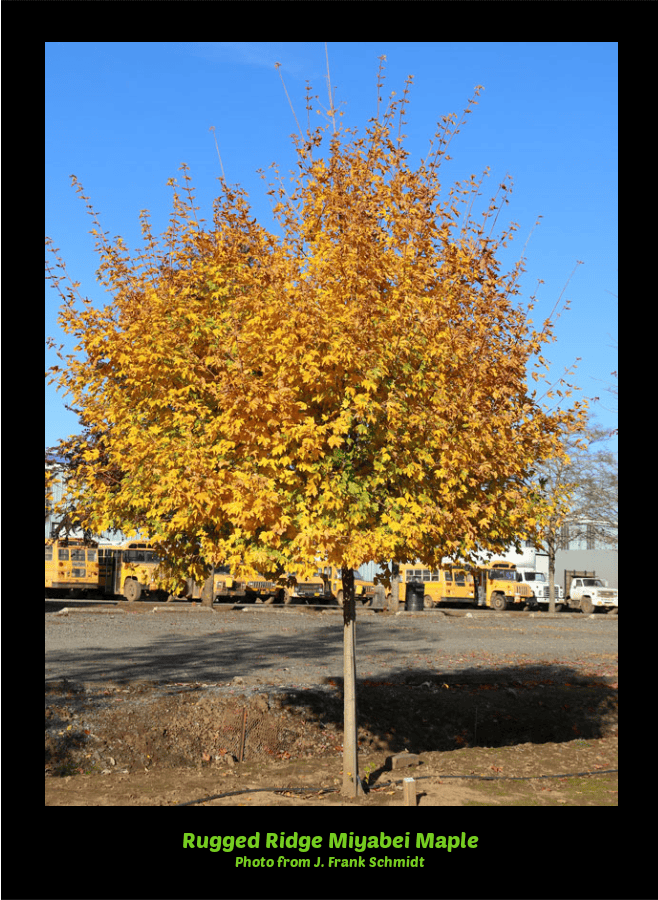 rugged ridge maple