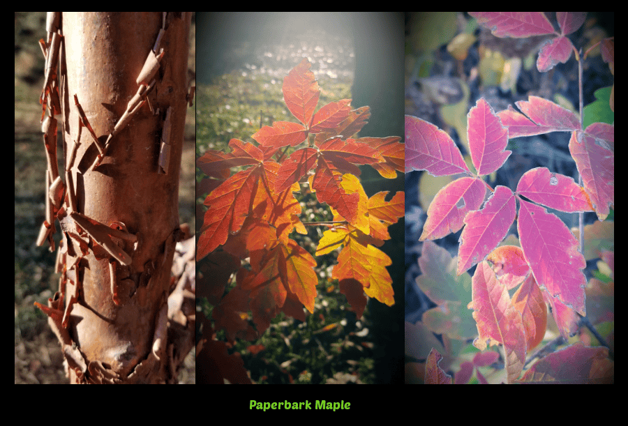 paperbark maple trees