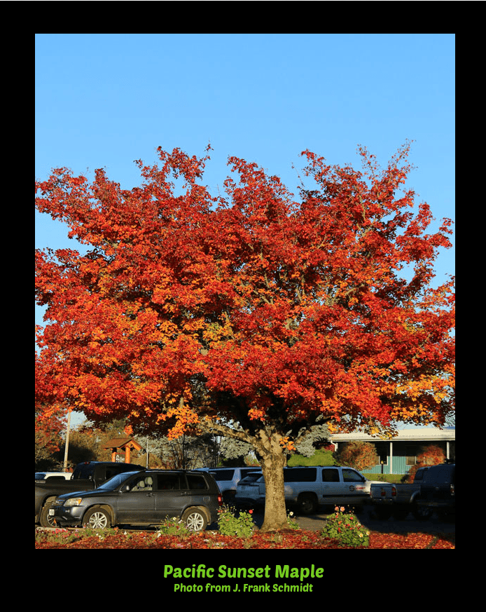 pacific sunset maple