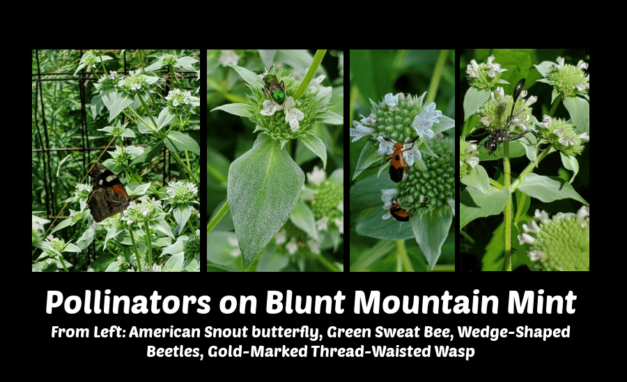 pollinators on mountain mint