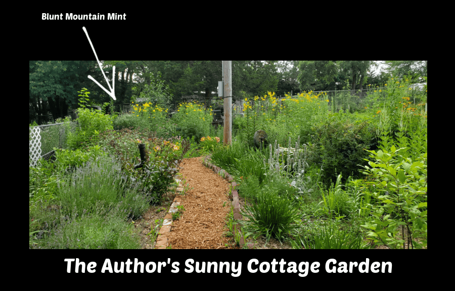 blunt mountain mint in the garden