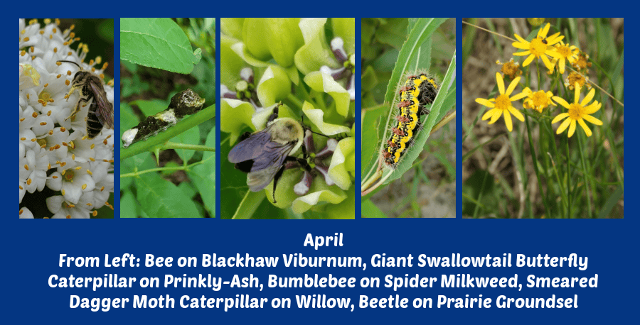 April flowers for a Pollinator Paradise