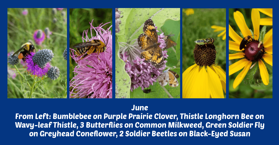 June flowers for a pollinator paradise