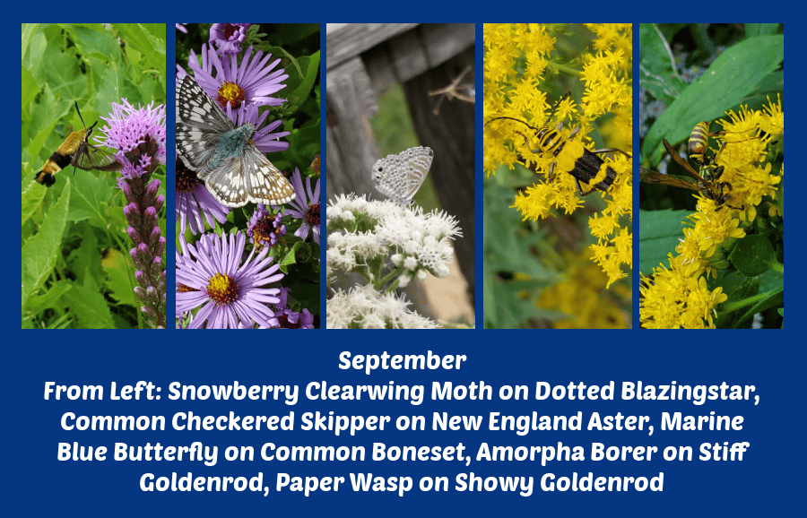 September flowers for a pollinator paradise
