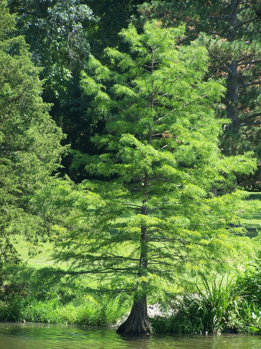 keeping trees healthy in wet soils