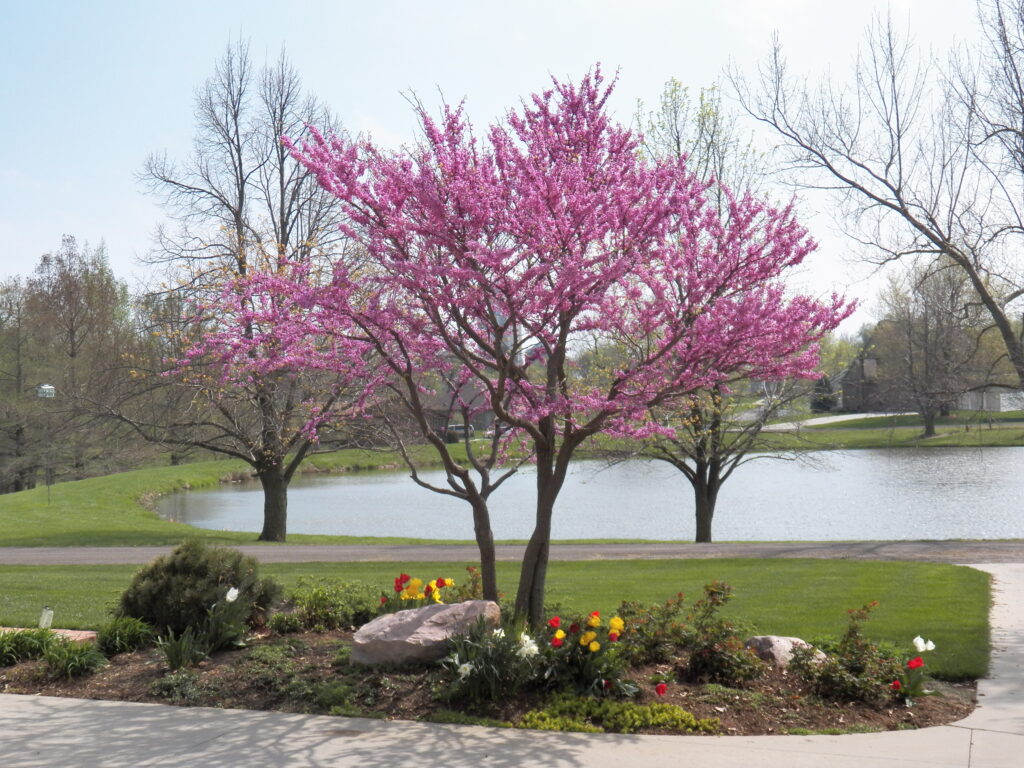 Keeping trees healthy with proper placement - redbud