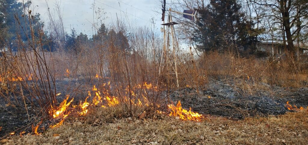burning bluestem grasses
