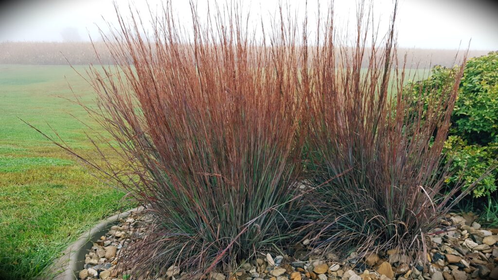 little bluestem grasses