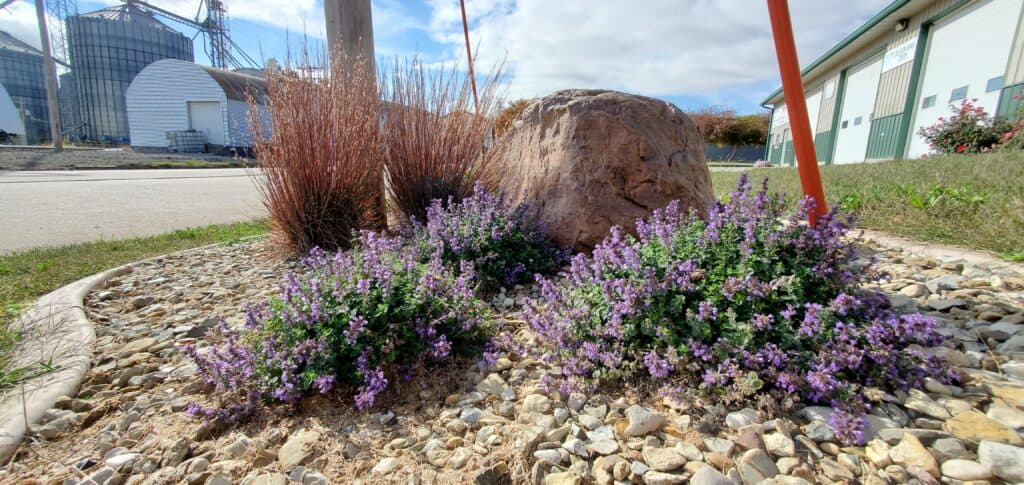 catmint and little bluestem
