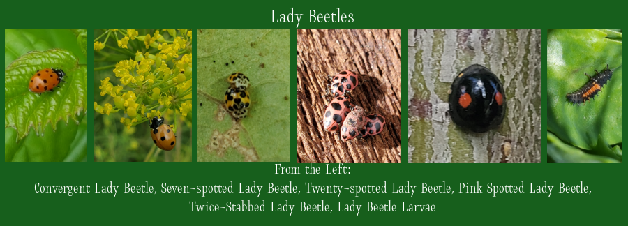 attracting beneficial insects