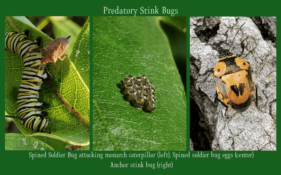 predatory stink bugs