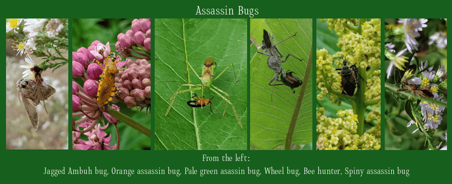 attracting beneficial insects